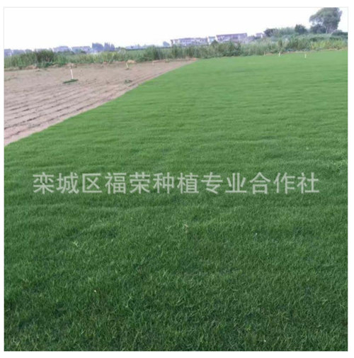 綠化草坪 綠化草坪