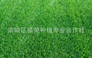 早熟禾草坪 早熟禾草坪