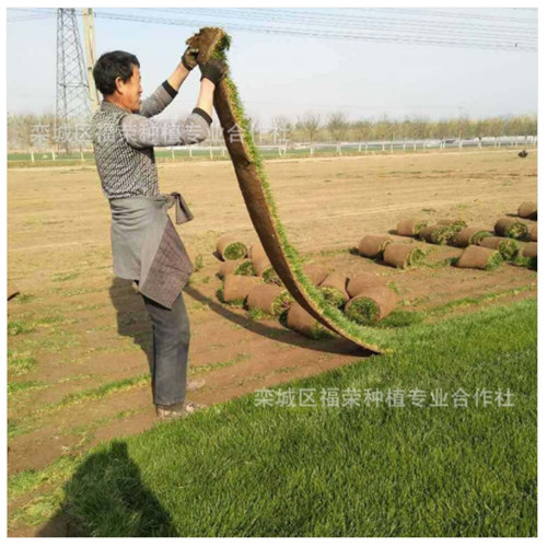 綠化草坪有那些用途？