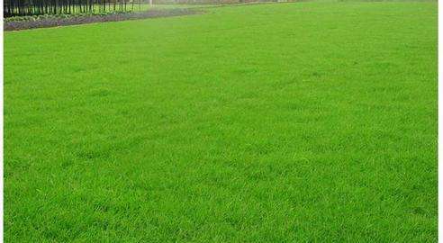 種植草坪應(yīng)該怎么管理？