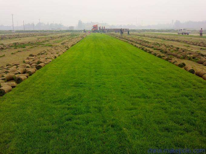 怎樣才能避免草坪長青苔呢？