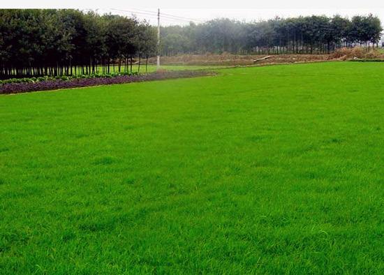 綠化草坪在城市建設中的作用