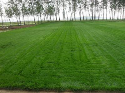 石家莊草坪 石家莊草坪