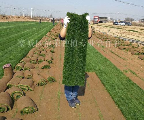 欒城草坪 欒城草坪